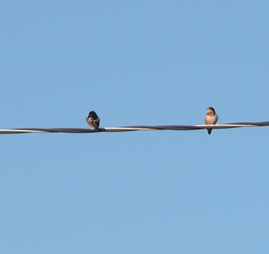 Barn Swallow - ML620239900