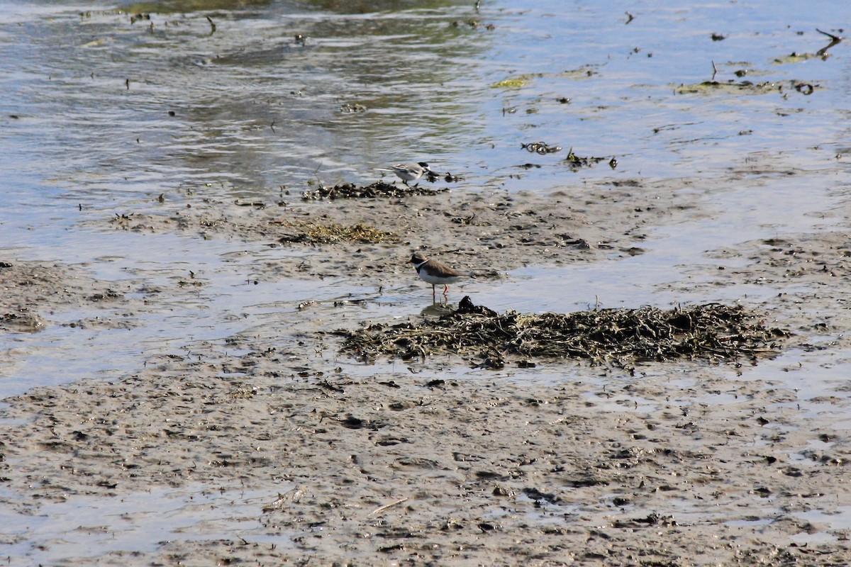Common Ringed Plover - ML620239902