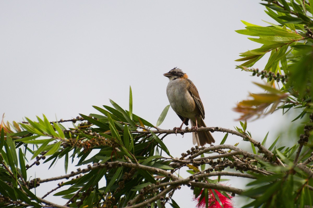 Rufous-collared Sparrow - ML620239905