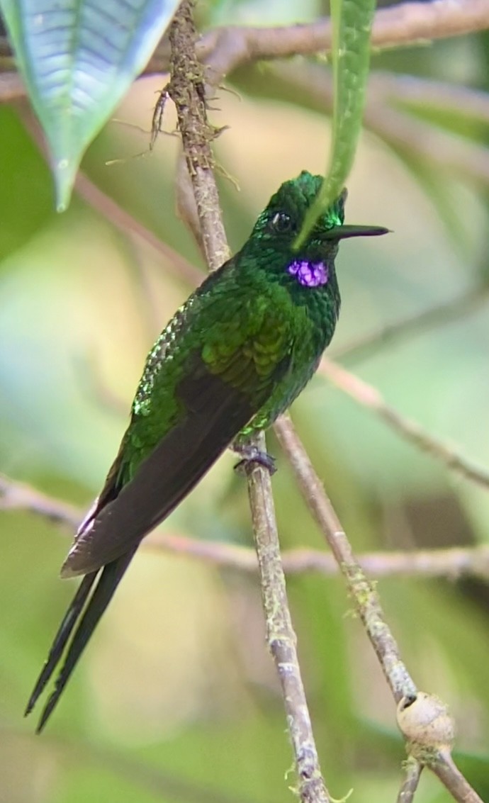 kolibřík císařský - ML620239916