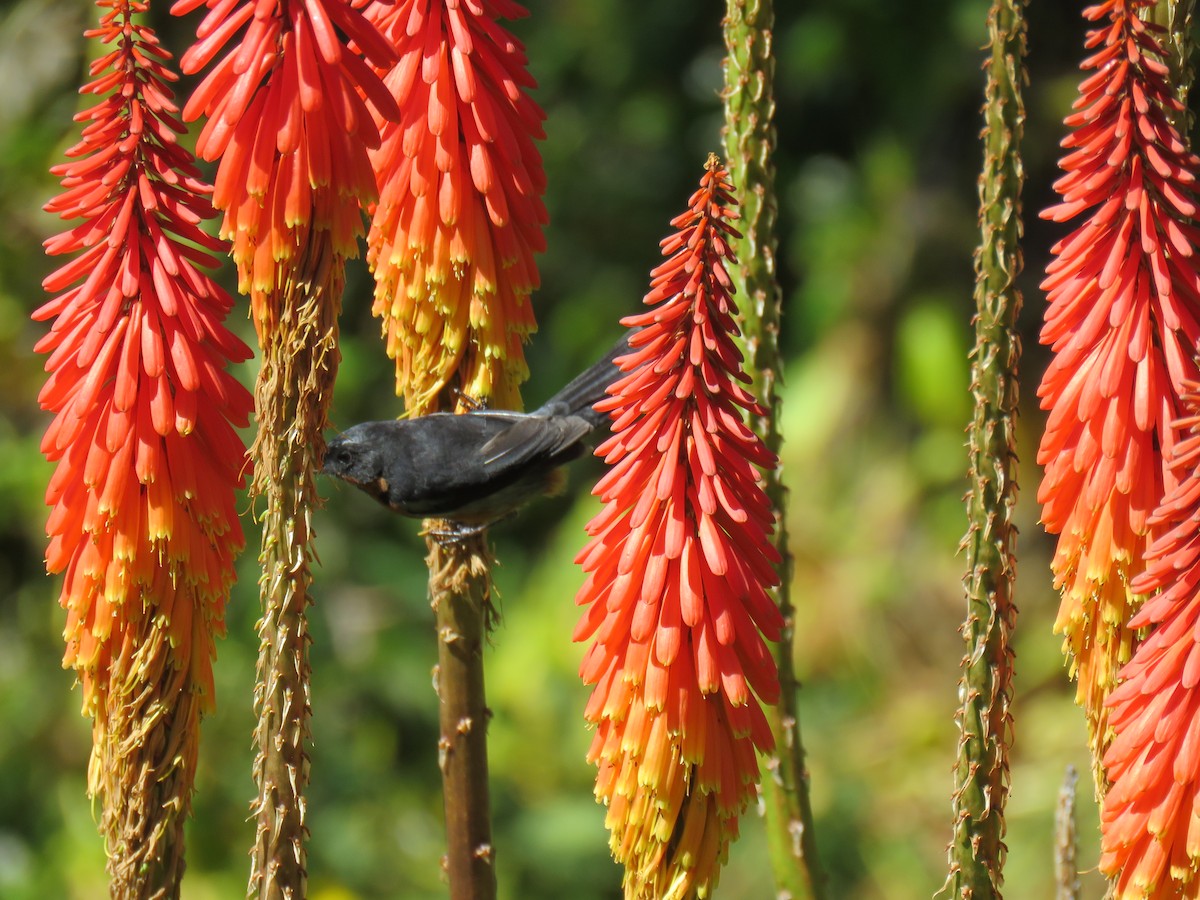 Black-throated Flowerpiercer - ML620239917