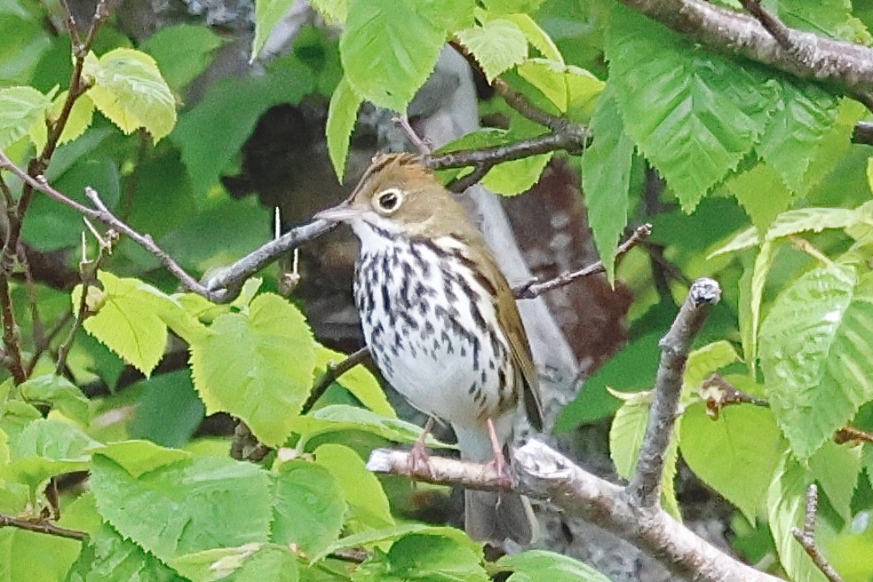 Ovenbird - ML620239922