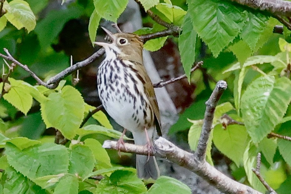 Ovenbird - ML620239923