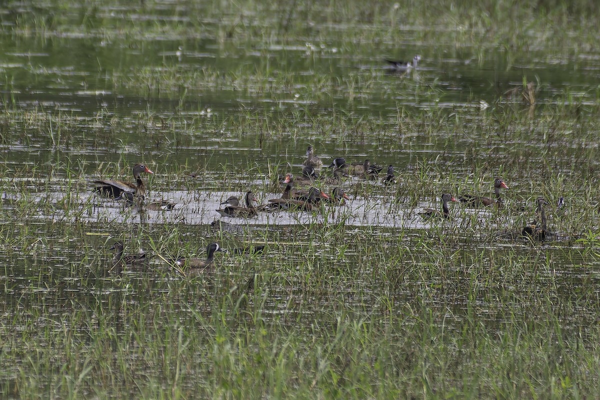 Black-bellied Whistling-Duck - ML620239933