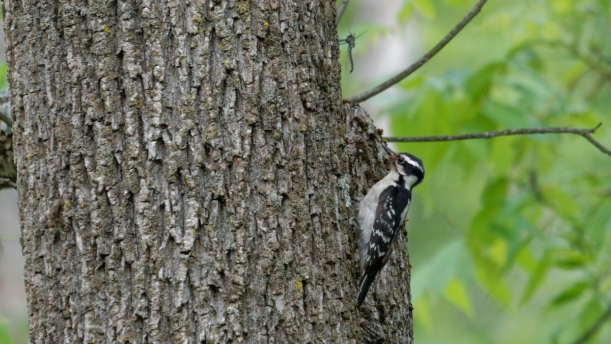 Downy Woodpecker - ML620239952