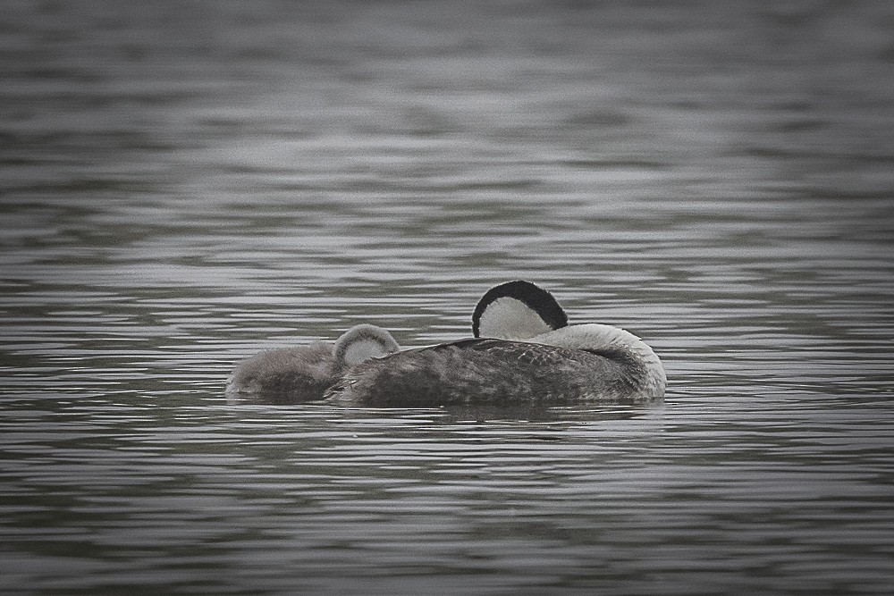 Western Grebe - ML620239966