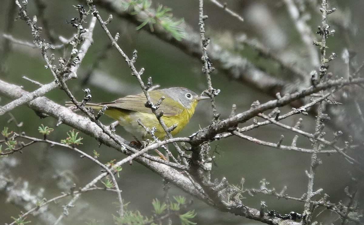 Nashville Warbler - ML620239977