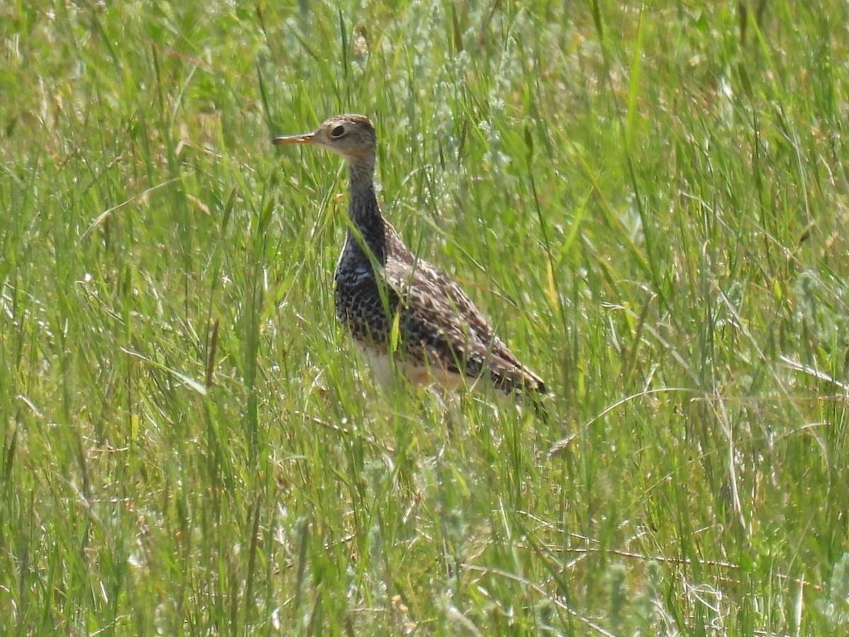 Upland Sandpiper - ML620239983