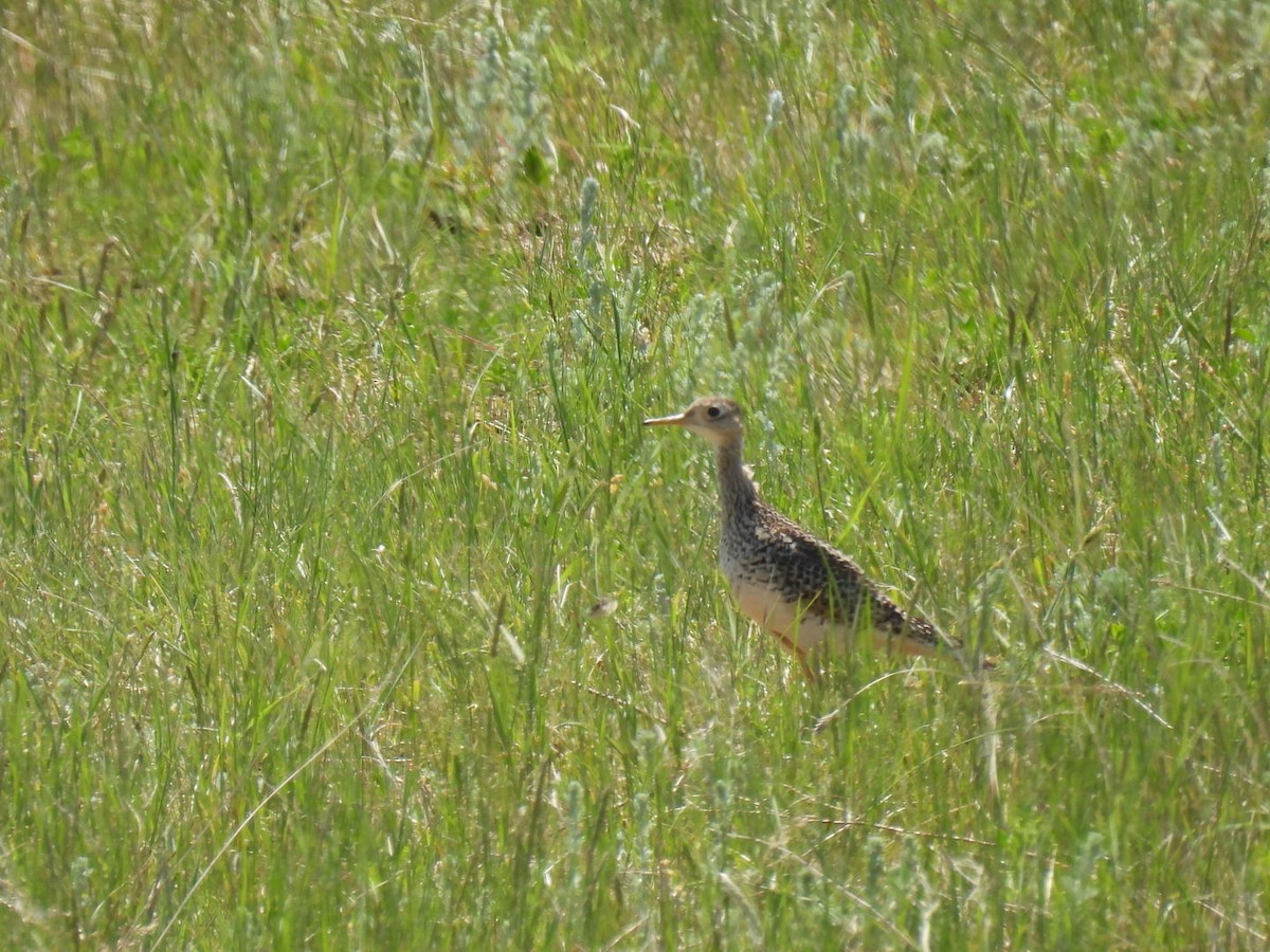 Upland Sandpiper - ML620239986