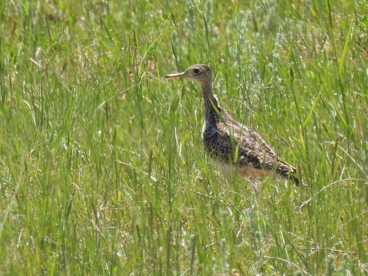 Upland Sandpiper - ML620239988