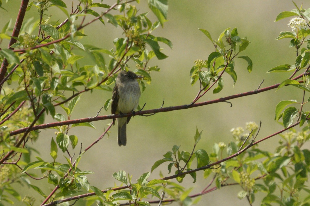 Willow Flycatcher - ML620239995