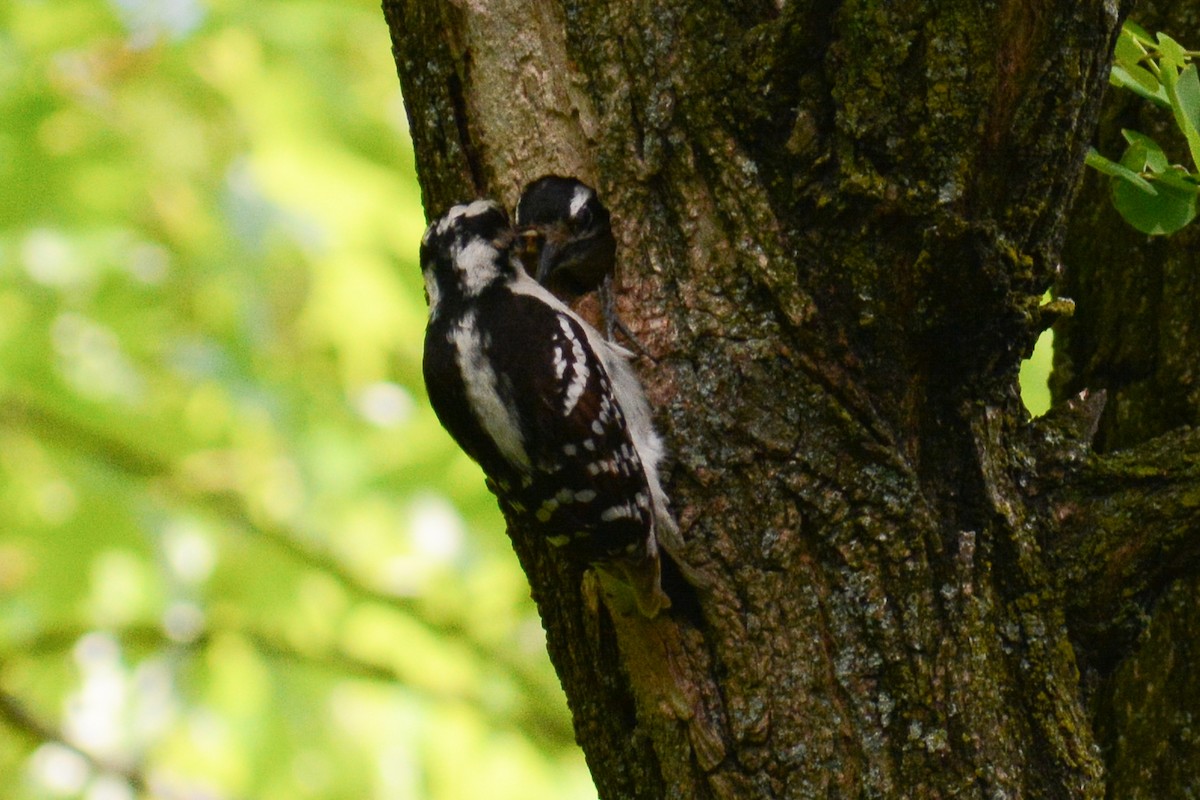 Downy Woodpecker (Eastern) - ML620240002