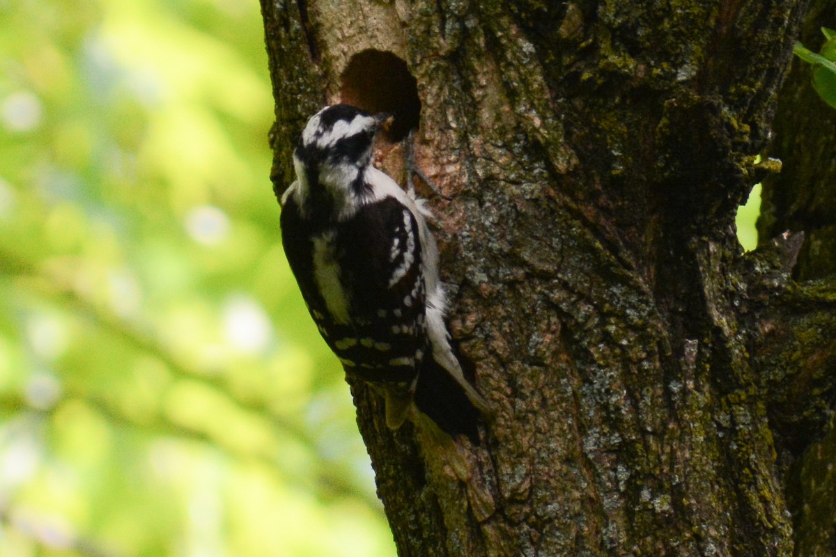 Downy Woodpecker (Eastern) - ML620240003