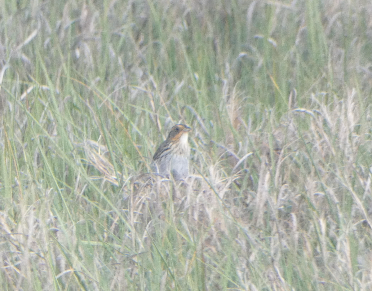 Saltmarsh Sparrow - ML620240004