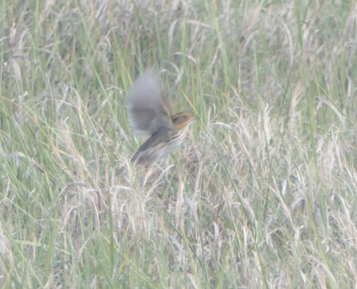 Saltmarsh Sparrow - ML620240006