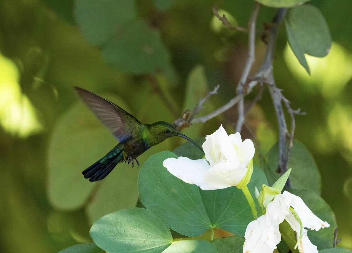 Green-throated Carib - ML620240007