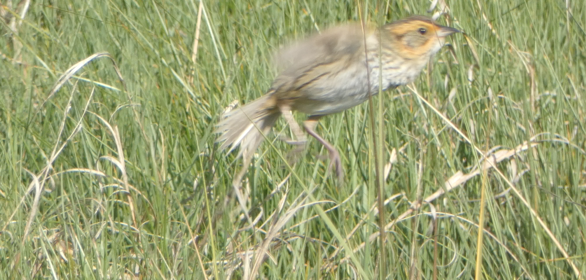 Saltmarsh Sparrow - ML620240009