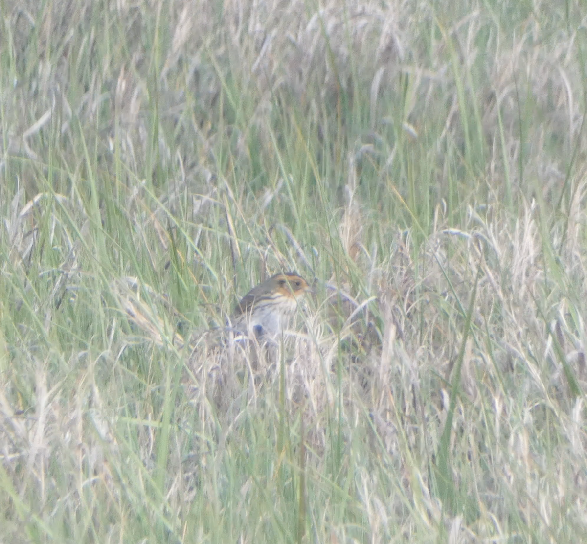 Saltmarsh Sparrow - ML620240011