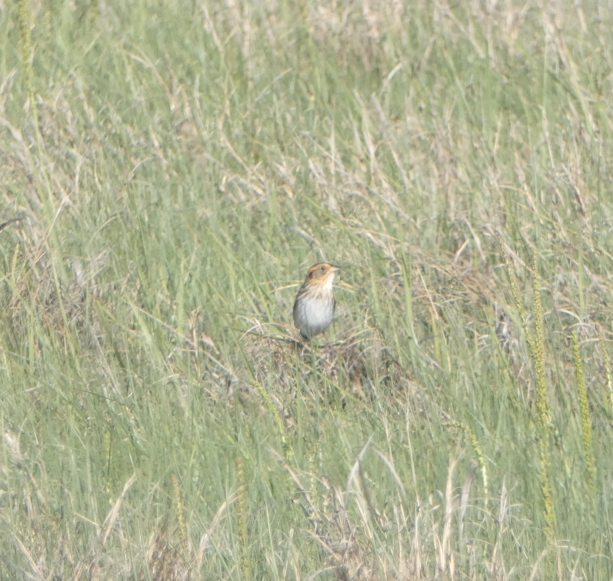 Saltmarsh Sparrow - ML620240022