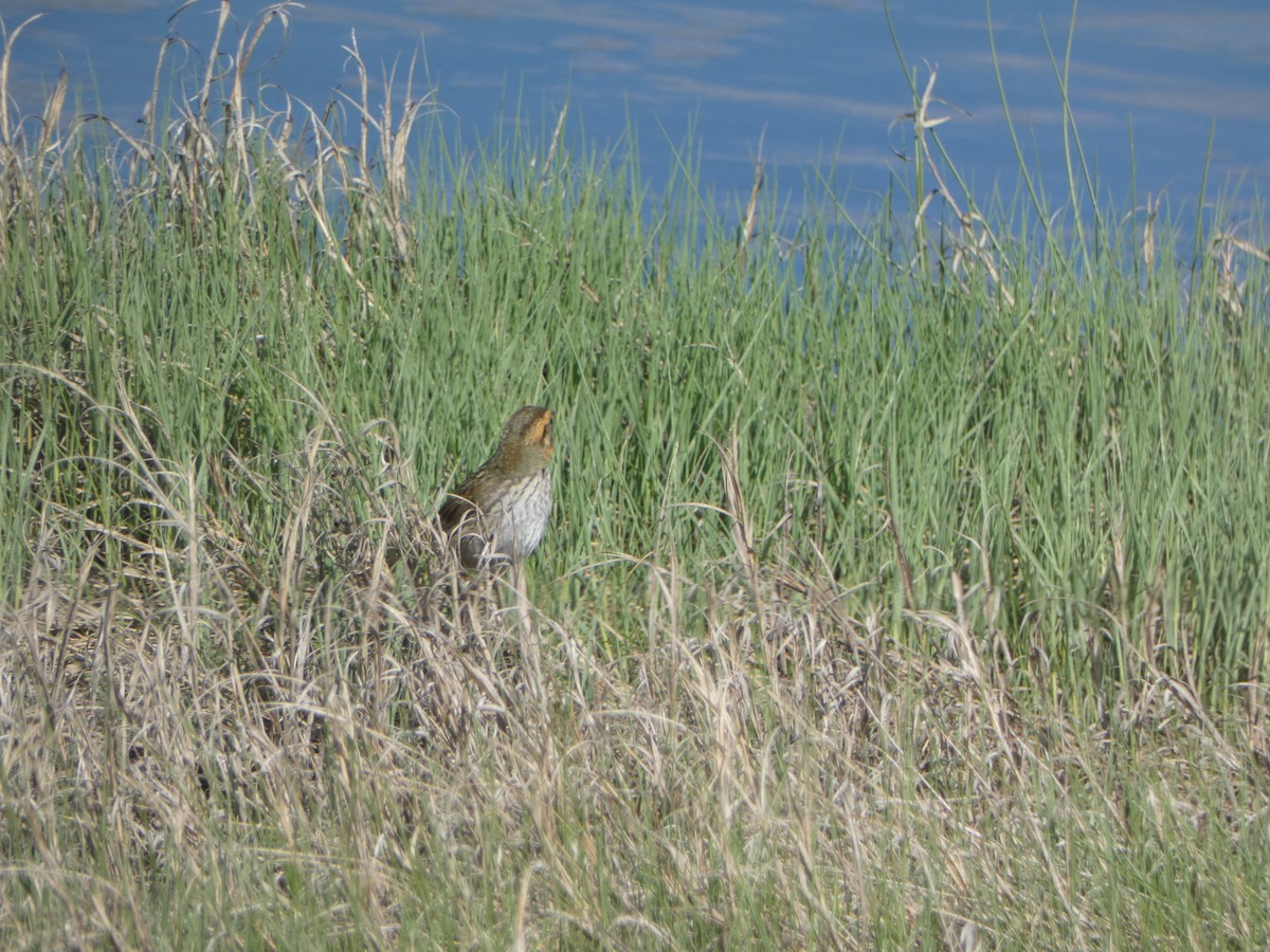 Saltmarsh Sparrow - ML620240027