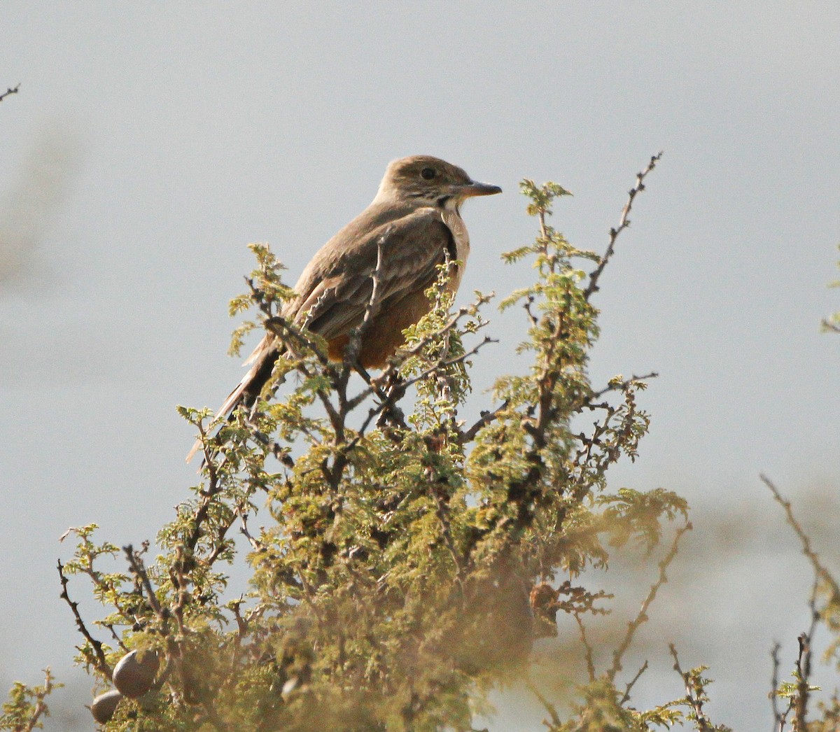 Great Shrike-Tyrant - ML620240038