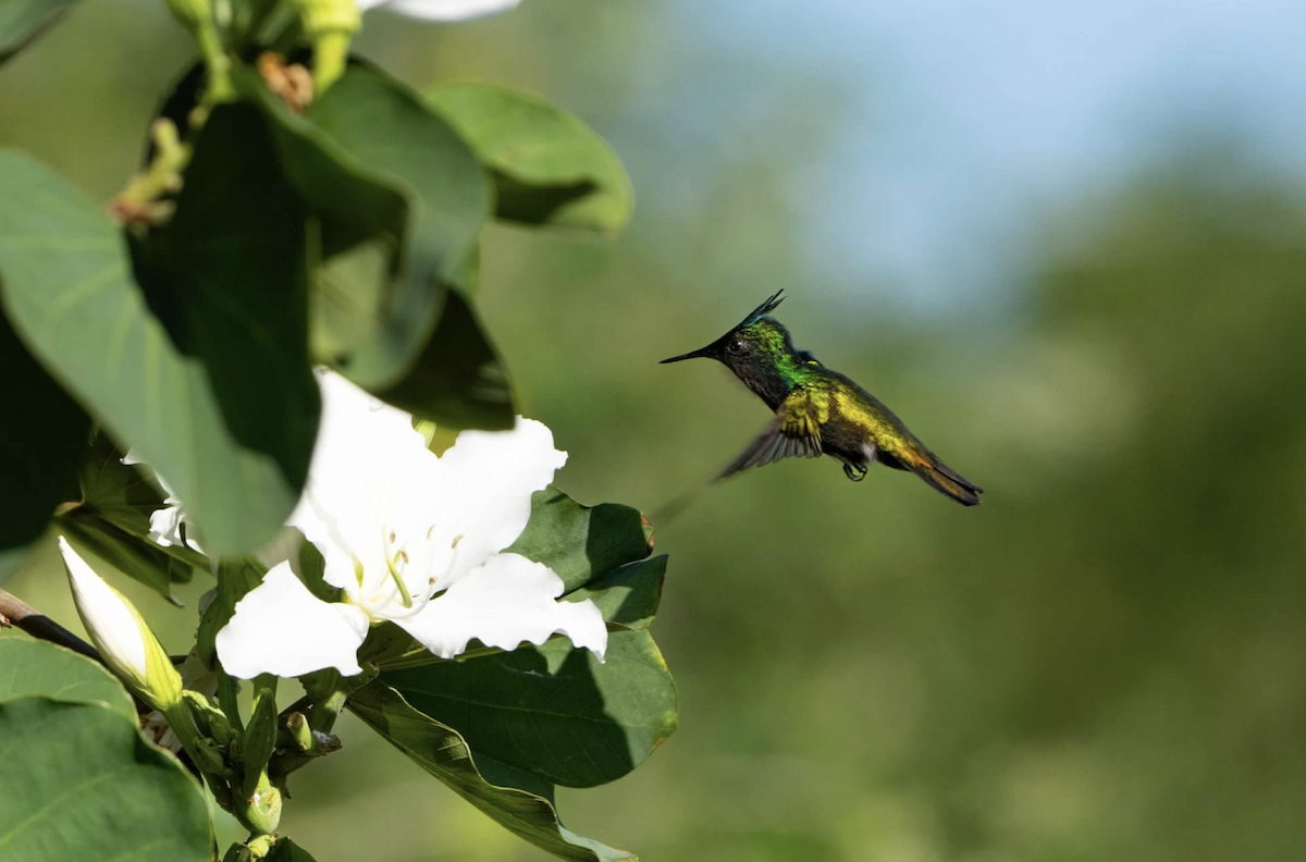 kolibřík chocholatý - ML620240040