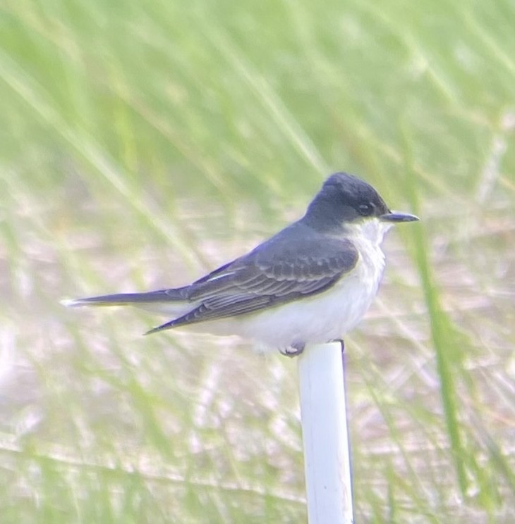 Eastern Kingbird - ML620240046