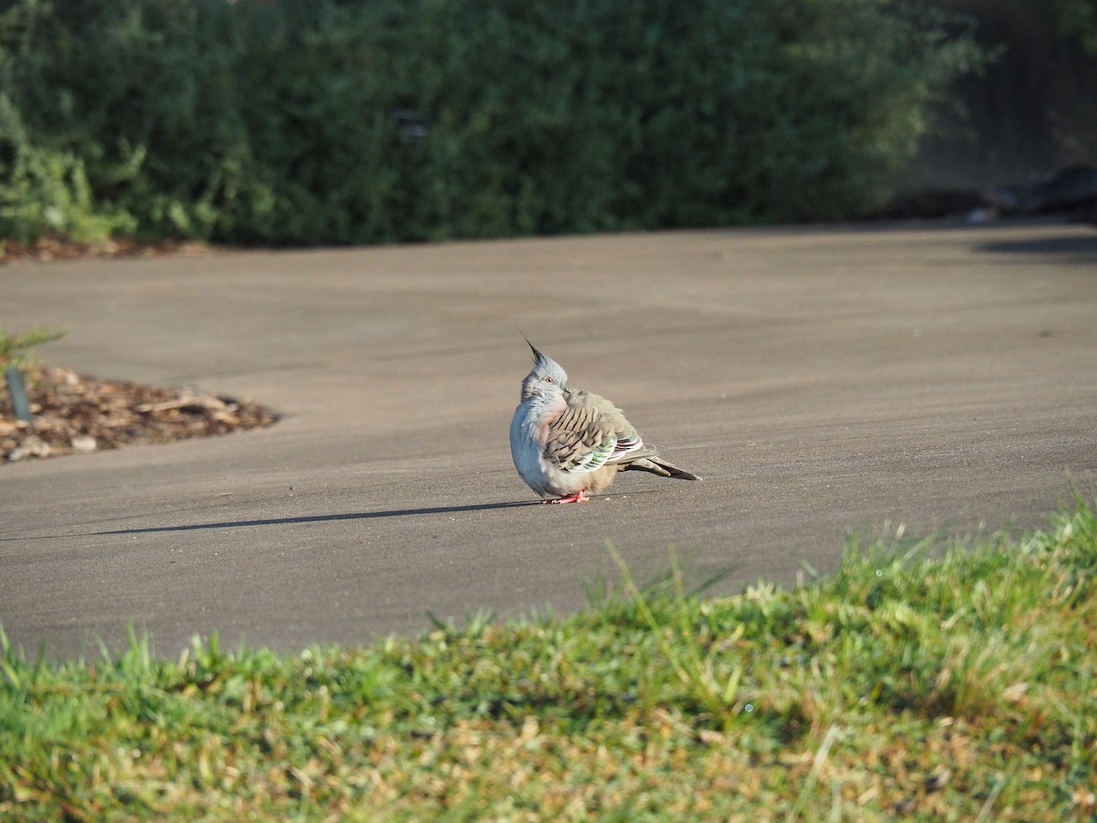 Crested Pigeon - ML620240047