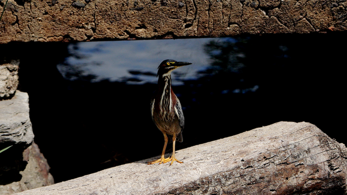 Green Heron (virescens/bahamensis) - ML620240049