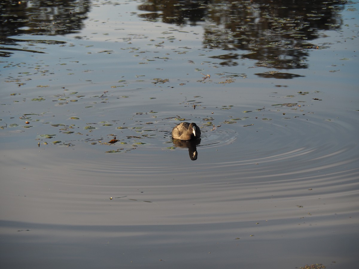 Eurasian Coot - ML620240051