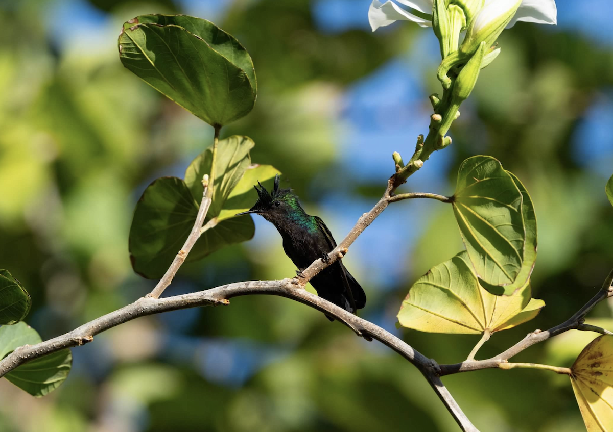Antillean Crested Hummingbird - ML620240053