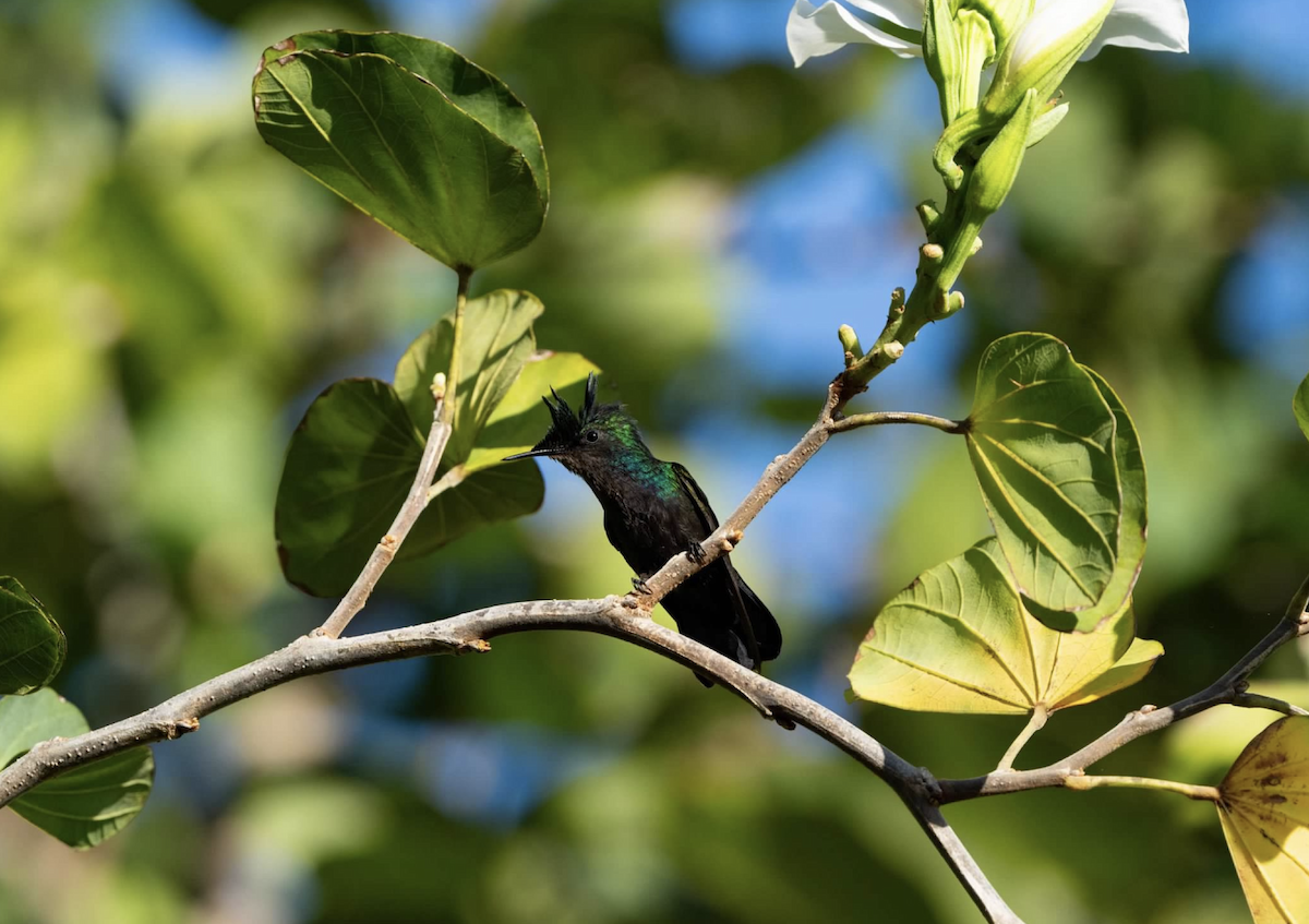 Antillenhaubenkolibri - ML620240053