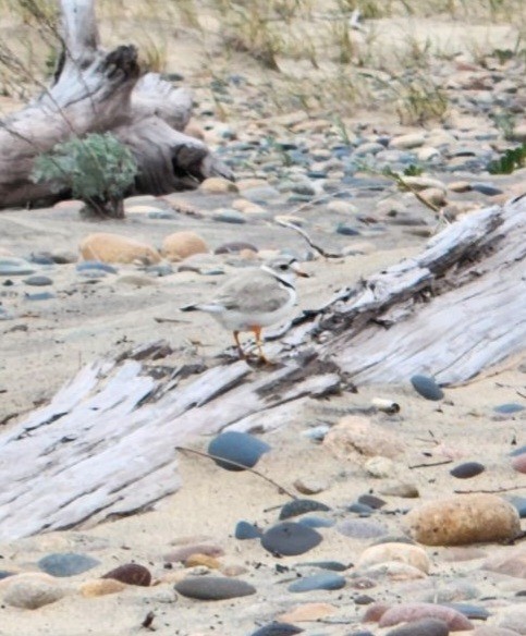 Piping Plover - ML620240054