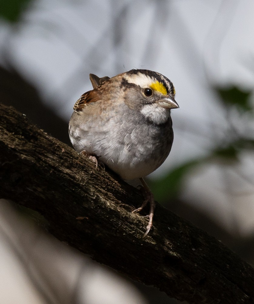 White-throated Sparrow - ML620240059