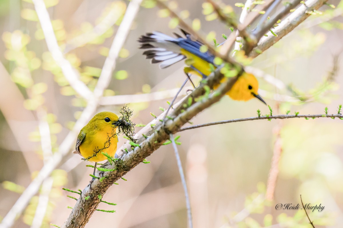 Prothonotary Warbler - ML620240061