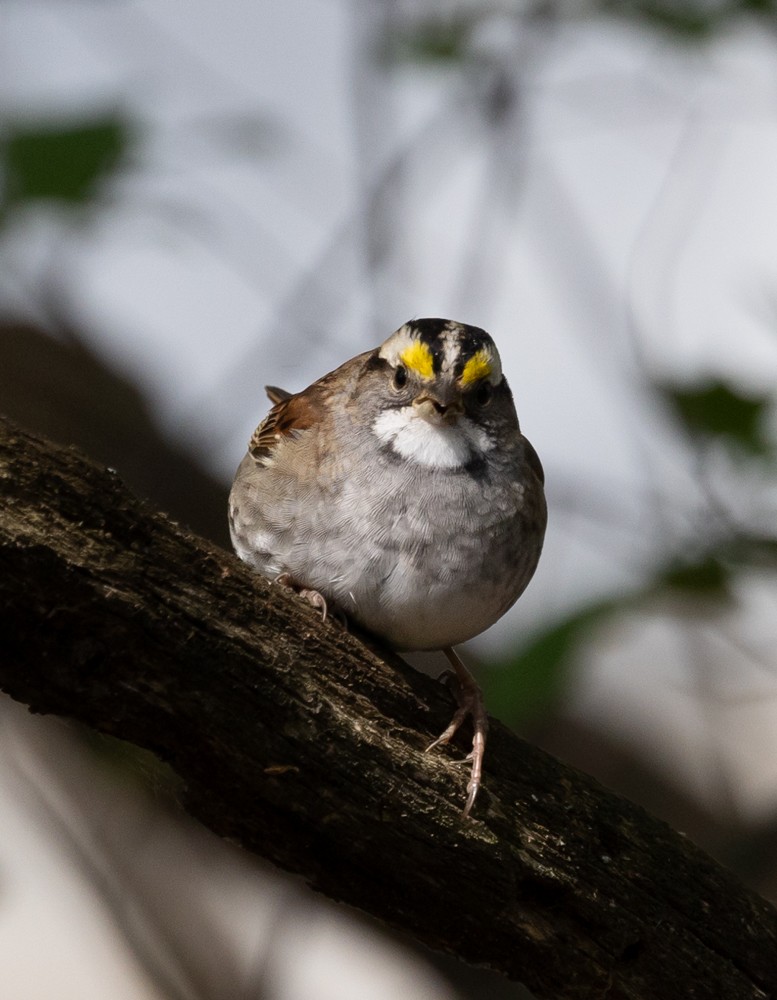 White-throated Sparrow - ML620240064