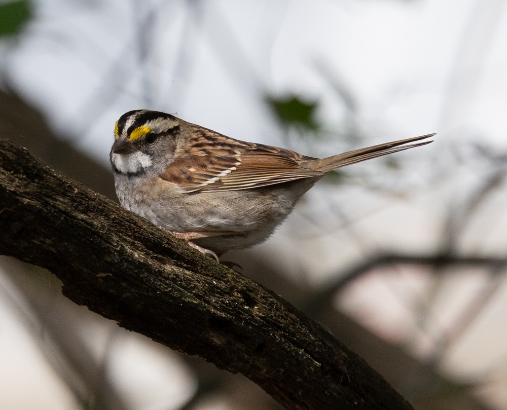White-throated Sparrow - ML620240065