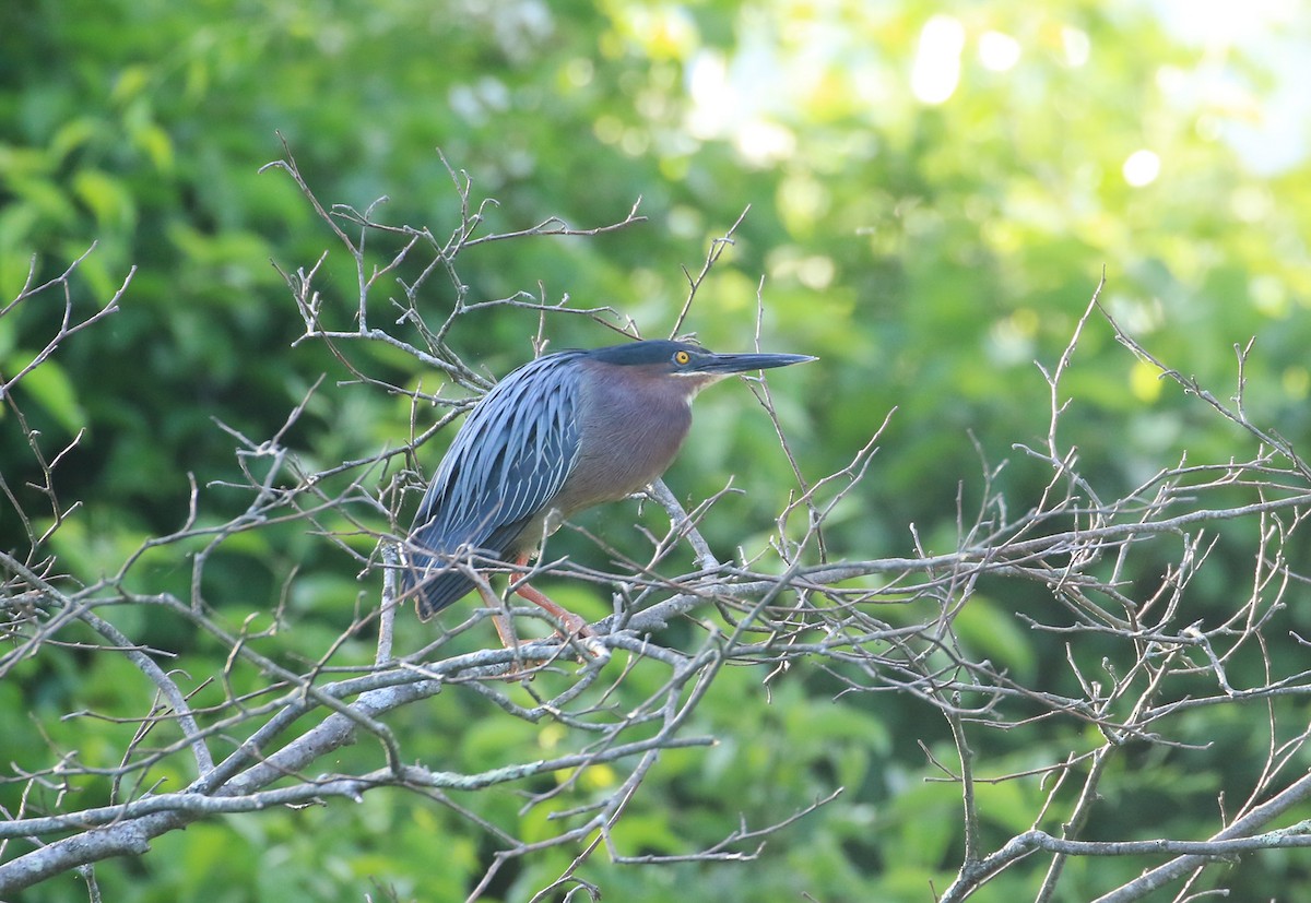 Green Heron - ML620240091