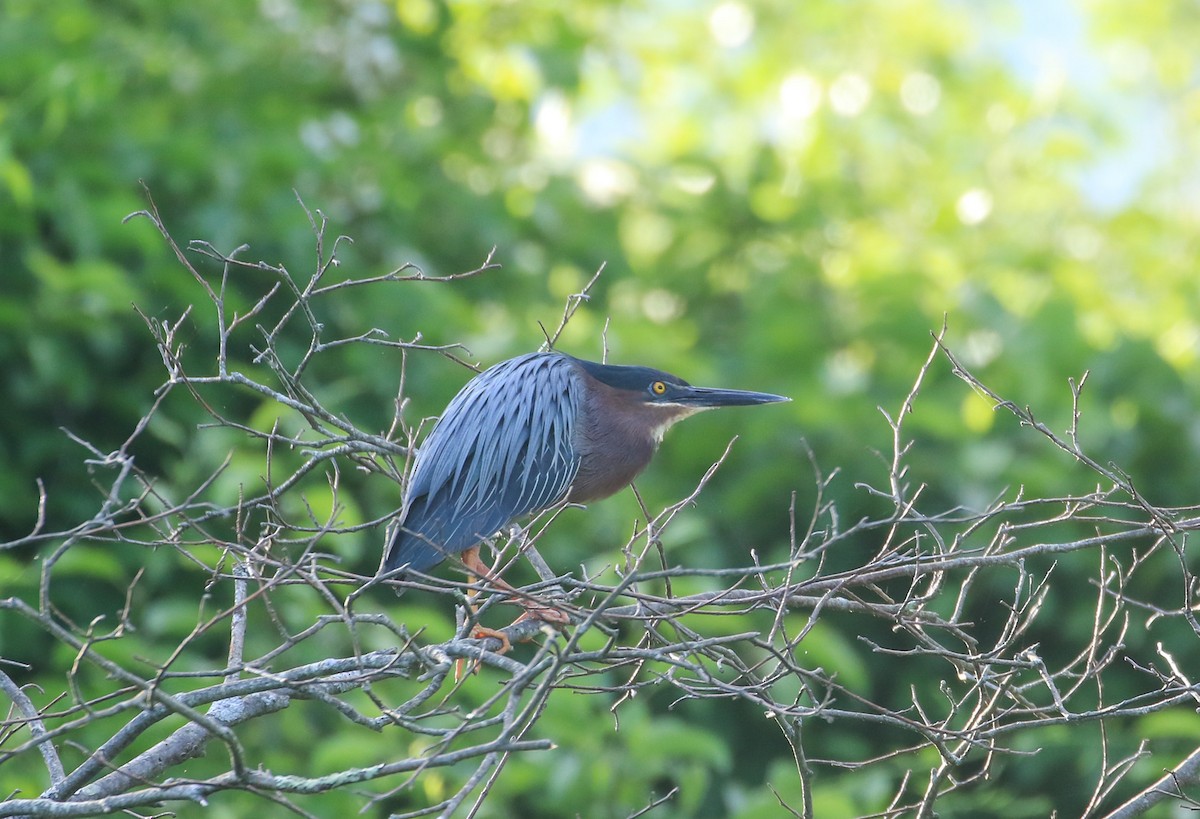 Green Heron - ML620240092