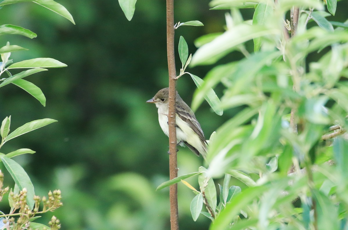 Willow Flycatcher - ML620240098