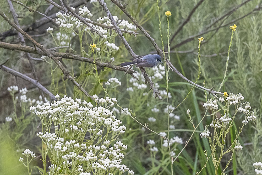 Blue-gray Gnatcatcher - ML620240102