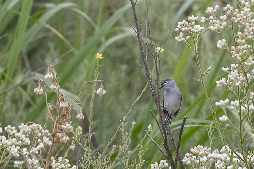 Blue-gray Gnatcatcher - ML620240105