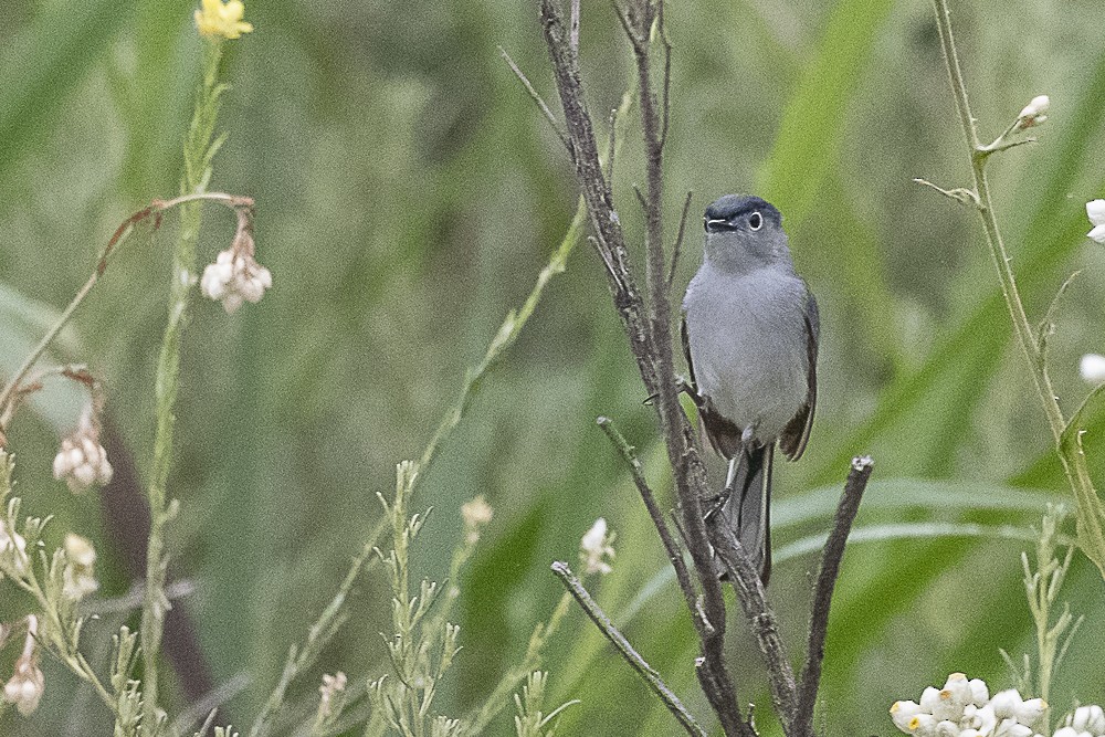 Blue-gray Gnatcatcher - ML620240106