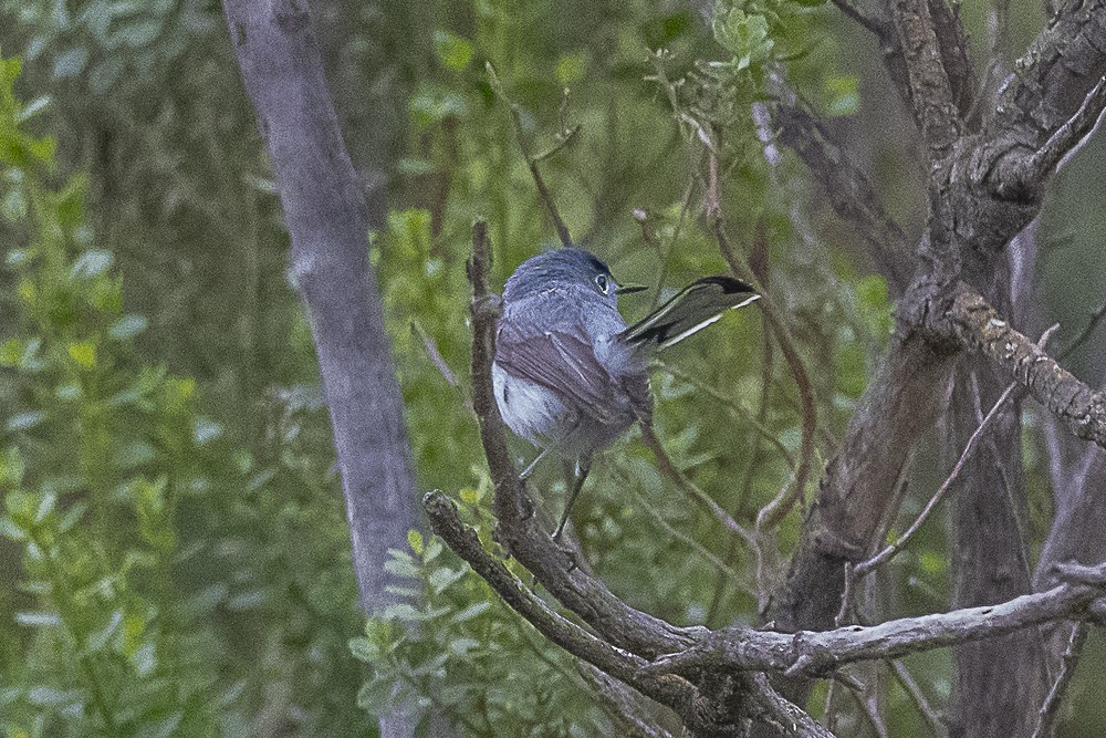 Blue-gray Gnatcatcher - ML620240109