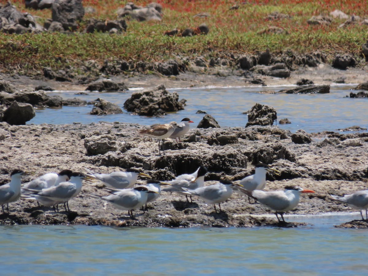 Sandwich Tern - ML620240114