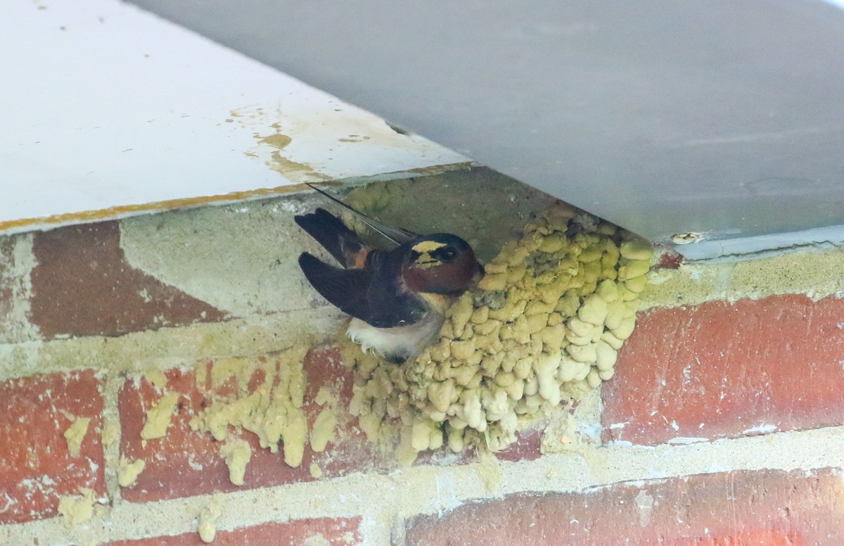 Cliff Swallow - Robert Dixon