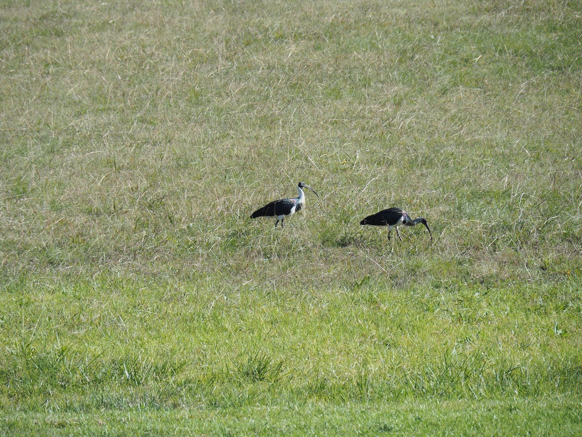 Straw-necked Ibis - ML620240123