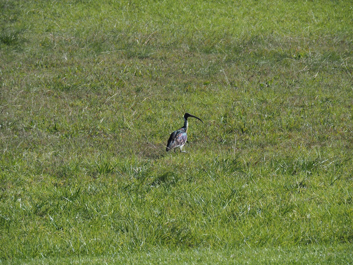 Straw-necked Ibis - ML620240124