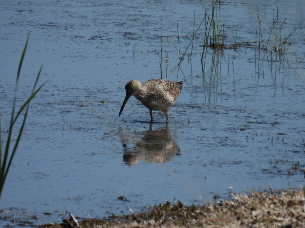 Willet - ML620240141