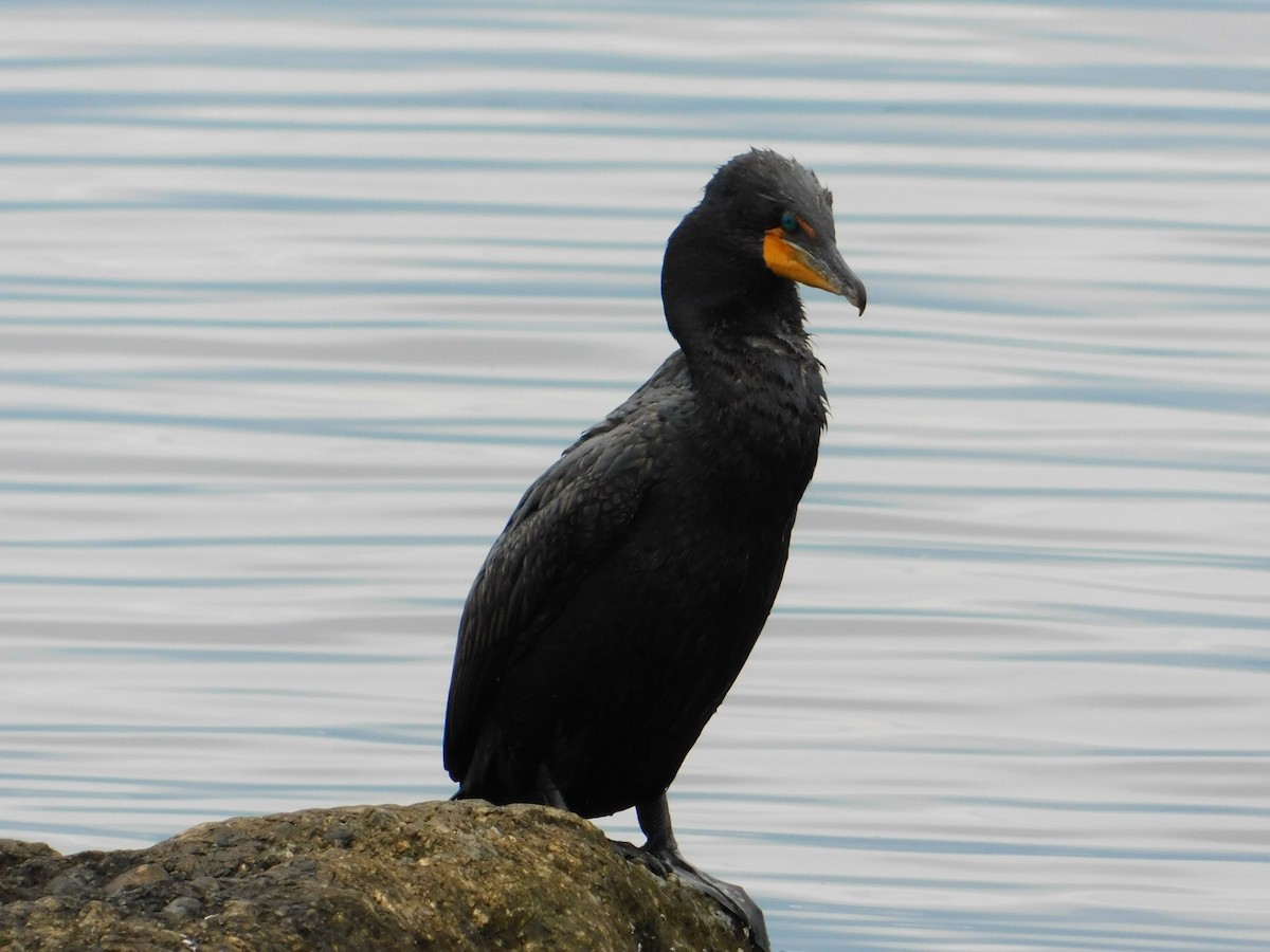 Double-crested Cormorant - ML620240142